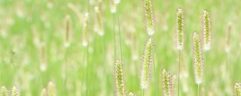狗尾巴草花语（粉色狗尾巴草花语）