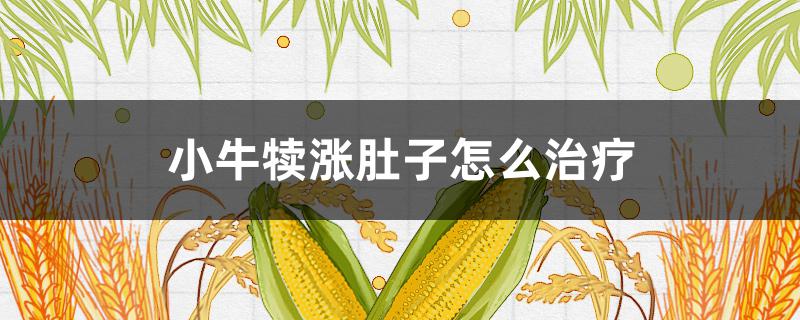 小牛犊涨肚子怎么治疗（小牛犊子涨肚子怎么治）