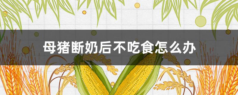 母猪断奶后不吃食怎么办（母猪断奶后不吃食怎么办身体有点冰凉）