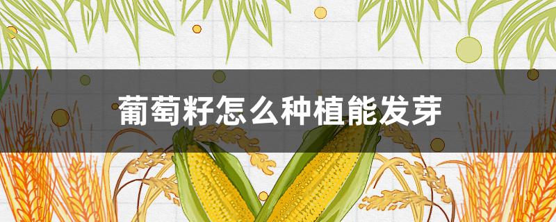 葡萄籽怎么种植能发芽 葡萄籽怎么种植能发芽视频