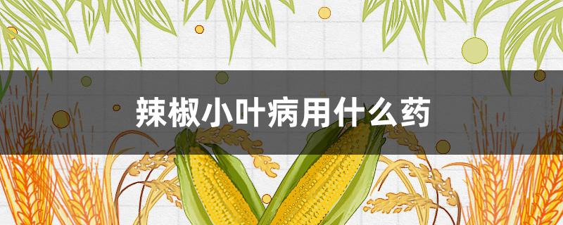 辣椒小叶病用什么药