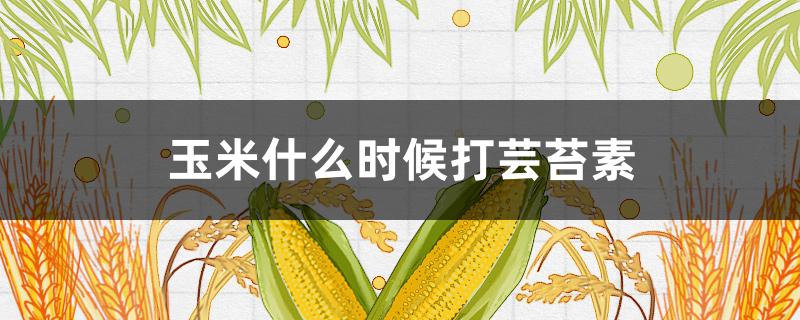 玉米什么时候打芸苔素