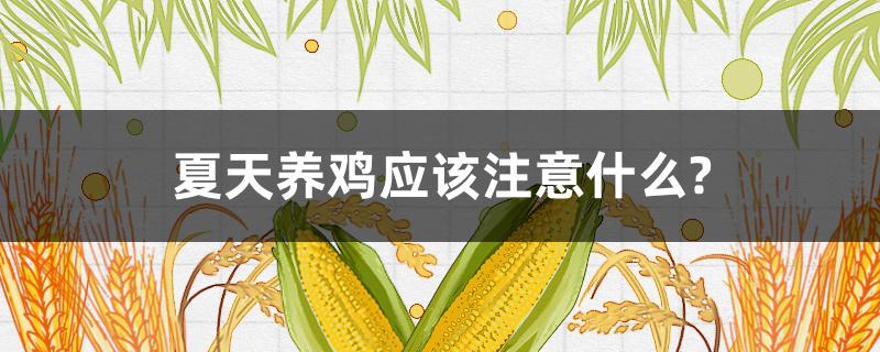 夏天养鸡应该注意什么? 夏天养鸡的技巧