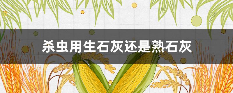 杀虫用生石灰还是熟石灰