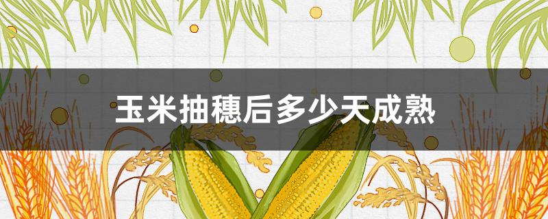 玉米抽穗后多少天成熟