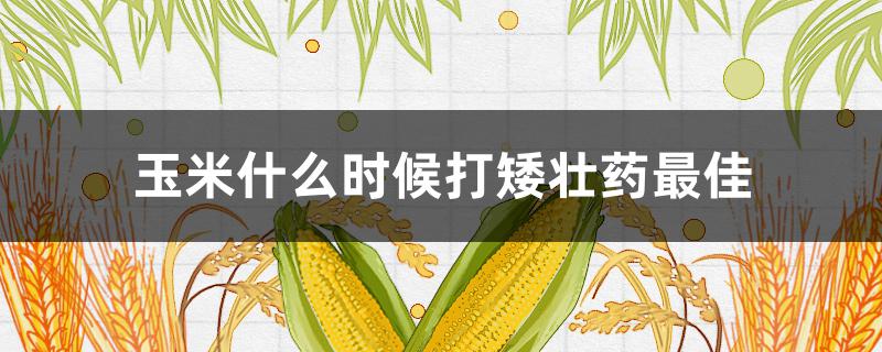 玉米什么时候打矮壮药最佳 玉米什么时候打矮壮药最佳