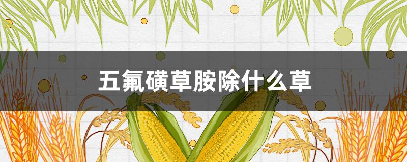 五氟磺草胺除什么草