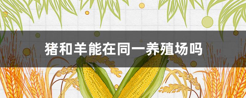 猪和羊能在同一养殖场吗（猪羊可以在同一个养殖场吗）