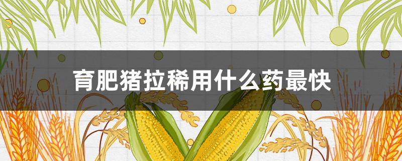 育肥猪拉稀用什么药最快 一百多斤的育肥猪拉稀用什么药效果好?