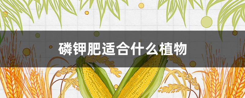 磷钾肥适合什么植物