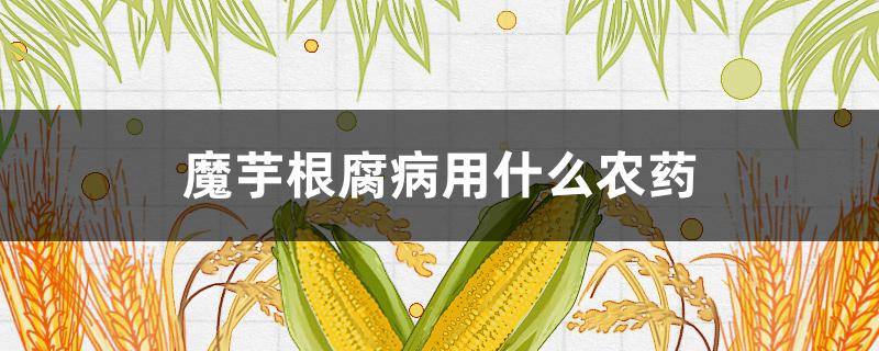 魔芋根腐病用什么农药