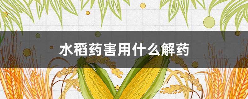 水稻药害用什么解药 杀虫双水稻药害用什么解药