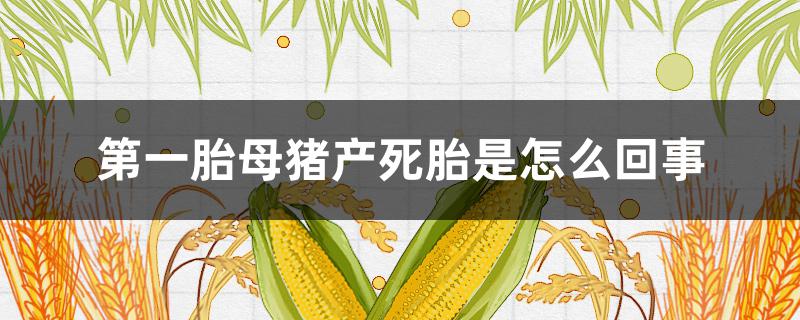 第一胎母猪产死胎是怎么回事 母猪第一胎死胎正常吗