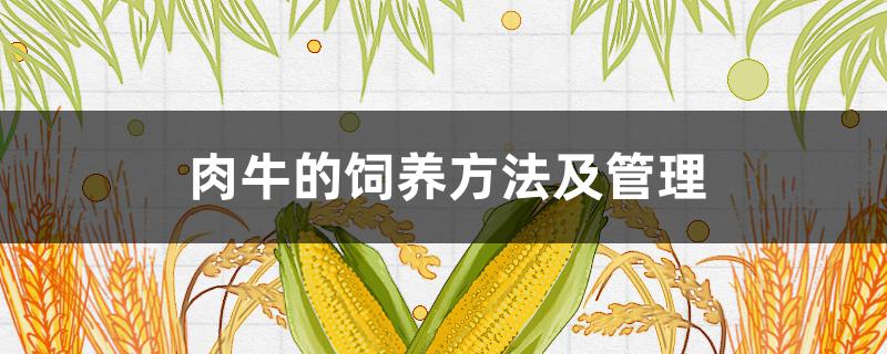 肉牛的饲养方法及管理 肉牛的饲养与管理