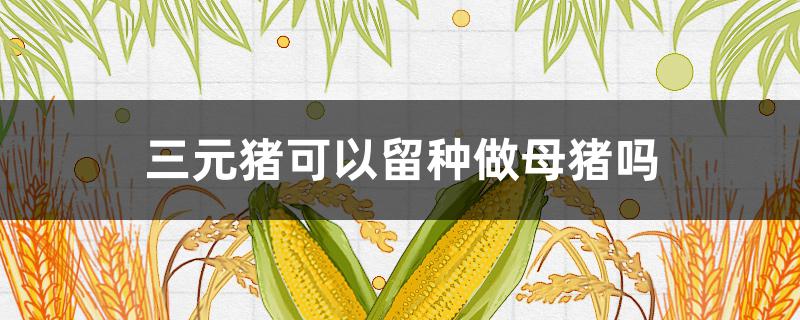 三元猪可以留种做母猪吗（三元母猪能留种吗）