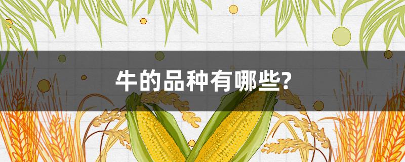 牛的品种有哪些?（牛的品种有哪些? 塔）