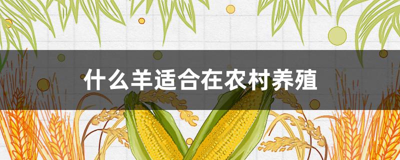 什么羊适合在农村养殖（农村养殖什么品种羊容易）