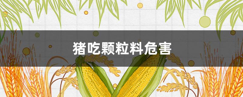 猪吃颗粒料危害（颗粒料喂猪的优缺点）