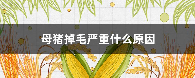 母猪掉毛严重什么原因(母猪产仔后掉毛什么原因)