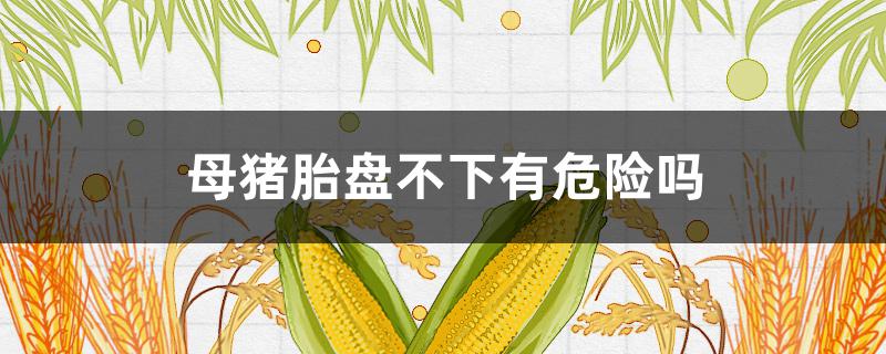 母猪胎盘不下有危险吗（母猪胎盘不下来是不是还有小猪）