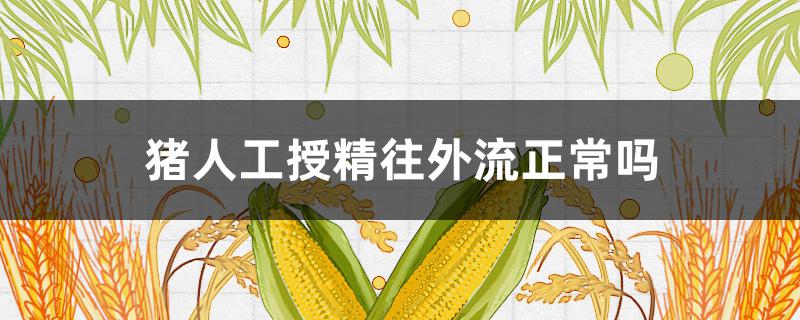 猪人工授精往外流正常吗（猪的人工授精为啥外流）