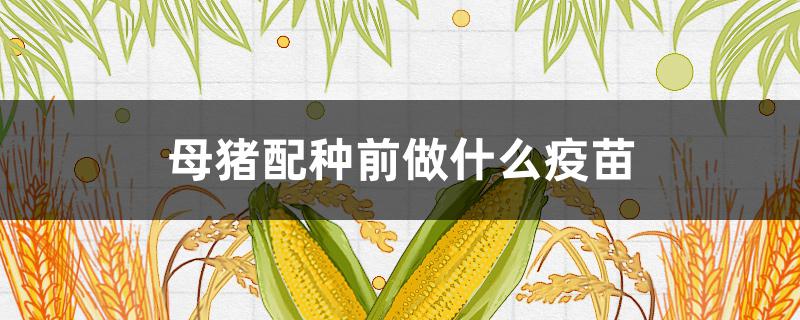 母猪配种前做什么疫苗(经产母猪配种前打什么疫苗)