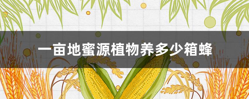 一亩地蜜源植物养多少箱蜂（养蜜蜂养什么品种采蜜多）