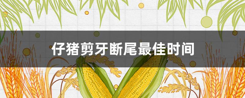 仔猪剪牙断尾最佳时间（仔猪出生多长时间剪牙断尾）