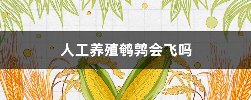 人工养殖鹌鹑会飞吗（鹌鹑会飞吗?能像鸡一样养吗?）