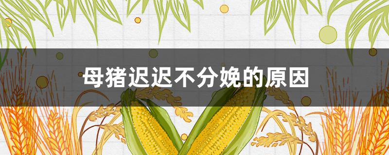 母猪迟迟不分娩的原因（母猪推迟生产是怎么回事）