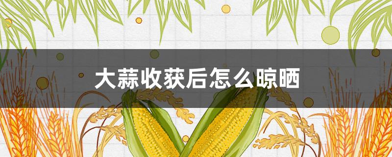 大蒜收获后怎么晾晒