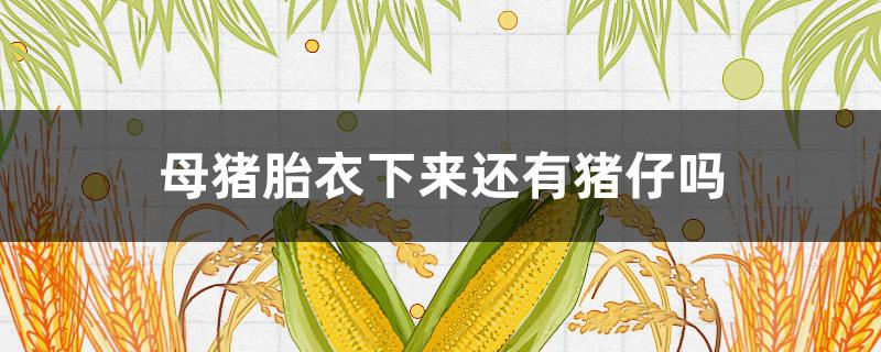 母猪胎衣下来还有猪仔吗 母猪下仔有几个胎衣