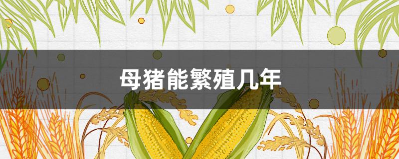 母猪能繁殖几年（母猪能产几年）