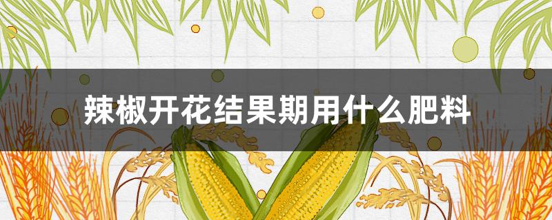 辣椒开花结果期用什么肥料