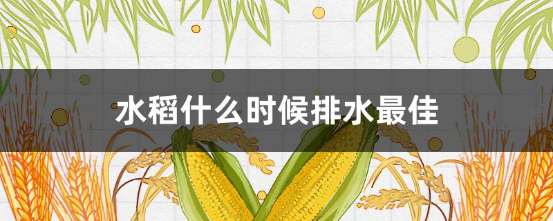 水稻什么时候排水最佳 水稻什么时候排水最佳