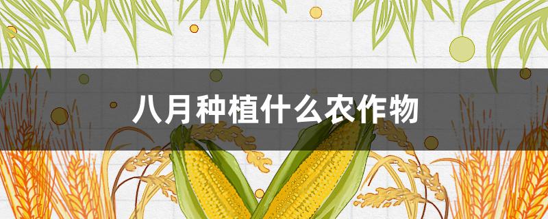 八月种植什么农作物