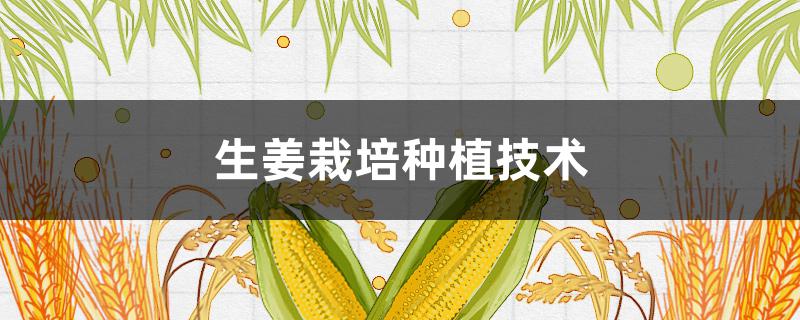 生姜栽培种植技术