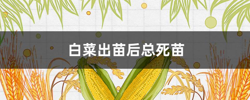 白菜出苗后总死苗