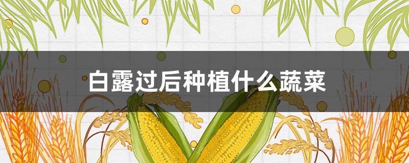 白露过后种植什么蔬菜