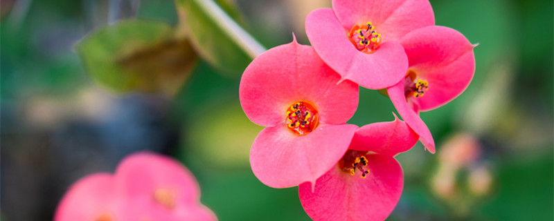 刺梅的养殖方法和注意事项（小叶刺梅的养殖方法和注意事项）