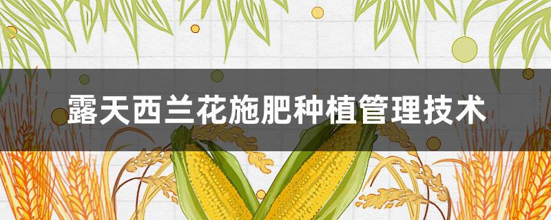 露天西兰花施肥种植管理技术