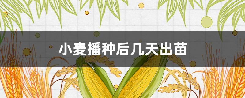 小麦播种后几天出苗