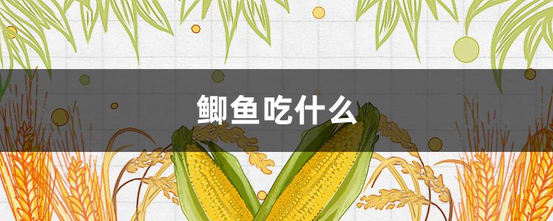 鲫鱼吃什么