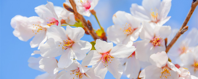 樱花一般几月开（樱花一般几月开?）
