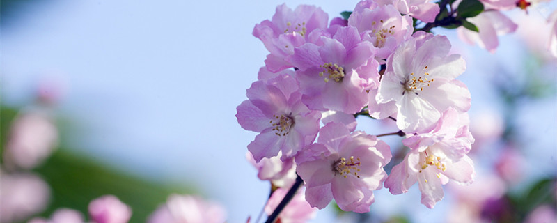 海棠盆景几月份修剪（海棠盆栽什么时候剪枝）