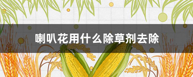 喇叭花用什么除草剂去除