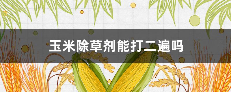 玉米除草剂能打二遍吗