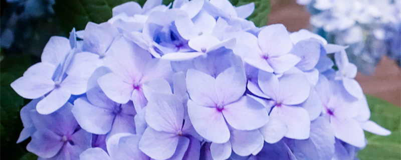 绣球花为什么叫招鬼花 绣球花招鬼吗