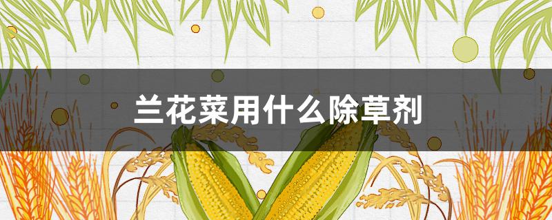 兰花菜用什么除草剂