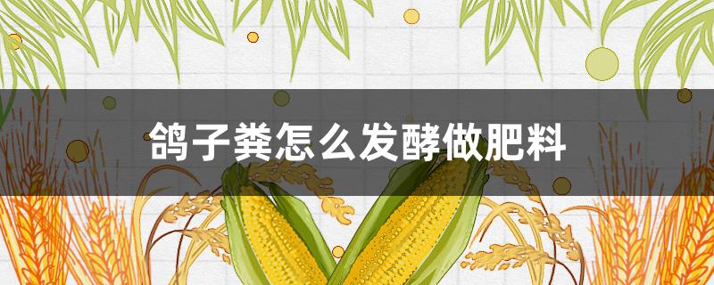 鸽子粪怎么发酵做肥料